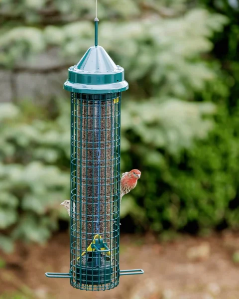 Bird Feeders
